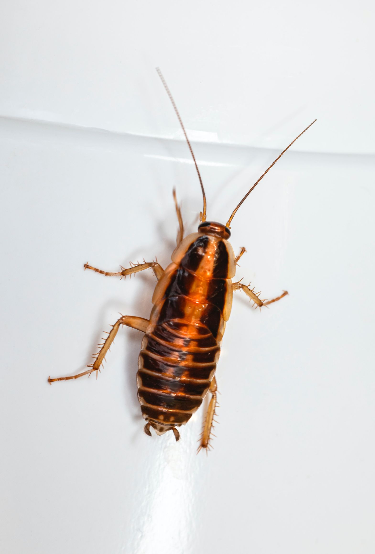 can cockroach live in your penis